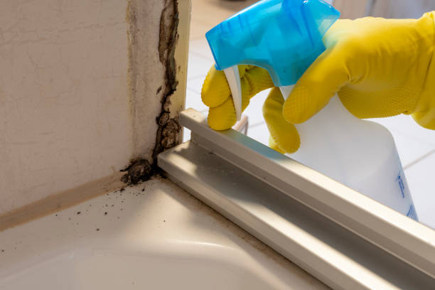 Best Mold Damage Repair  in Cherry Hill Mall, NJ