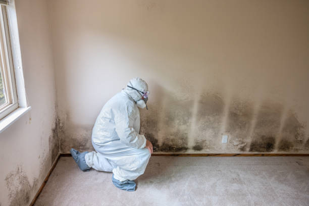 Best Certified Mold Removal  in Cherry Hill Mall, NJ