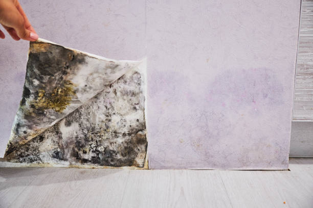 Best Attic Mold Removal  in Cherry Hill Mall, NJ
